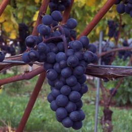 Via de vino con uvas azules